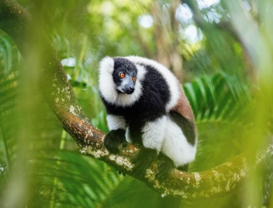 lemur